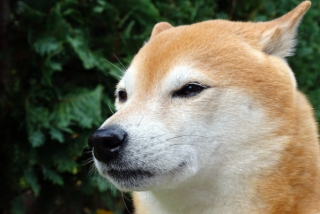 BINK代币飙升30000%另一个模因代币可能会暴跌