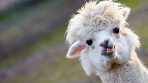 Alpaca：占据94%市场份额的币股赛道隐形基建王者